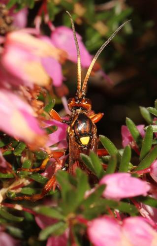 Eutanyacra crispatoria